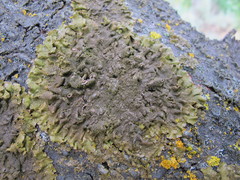 Melanohalea elegantula