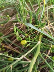 Asparagus prostratus, photograph (c) considerthelilies, some rights reserved (CC BY)