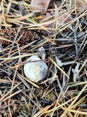 Geastrum tenuipes