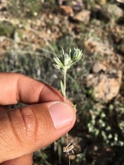 Stylocline micropoides