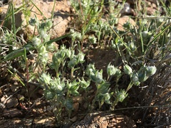 Stylocline micropoides