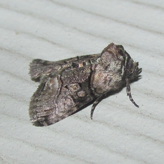 Abrostola microvalis