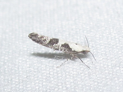 Argyresthia