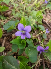 Viola sororia