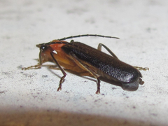 Podabrus quadratus