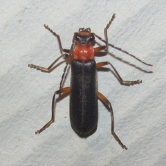 Podabrus quadratus