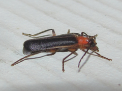 Podabrus quadratus