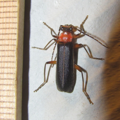 Podabrus quadratus