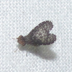 Trypetisoma sticticum