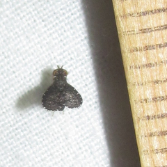 Trypetisoma sticticum