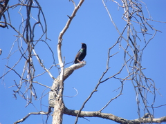 Sturnus vulgaris