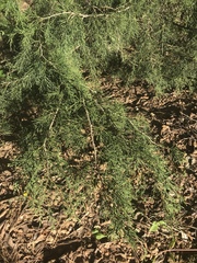 Juniperus chinensis