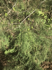 Juniperus chinensis