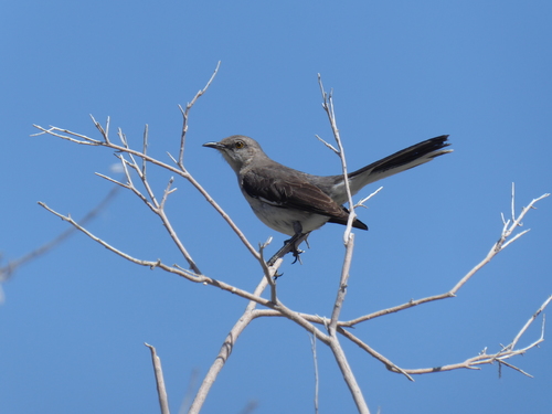 iNaturalist observation photo of Northern Mockingbird