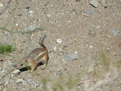 iNaturalist observation photo of White-tailed Antelope Squirrel