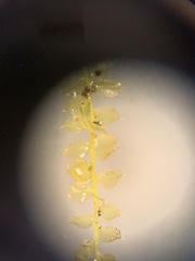 Mnium stellare