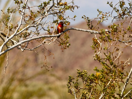 iNaturalist observation photo of Rufous Hummingbird