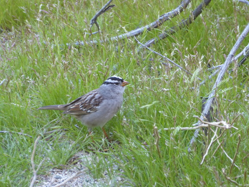 iNaturalist observation photo of White-crowned Sparrow