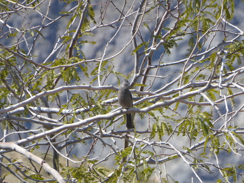 iNaturalist observation photo of Phainopepla