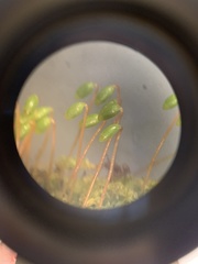 Mnium stellare