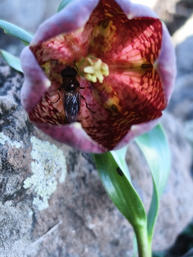 Fritillaria latifolia