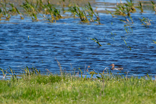 Garganey