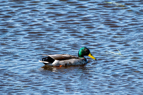 Mallard