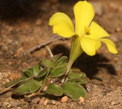 Moraea galaxia