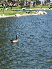 Branta canadensis