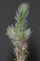 Aspalathus muraltioides