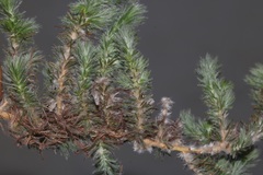 Aspalathus muraltioides