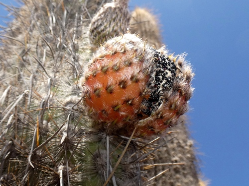 Weberbauerocereus rauhii, photograph 1
