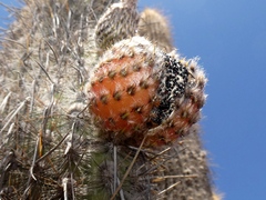 (c) Jean Capcha Ramos, some rights reserved (CC BY) Weberbauerocereus rauhii, photograph (c) Jean Capcha Ramos, some rights reserved (CC BY)