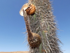 (c) Jean Capcha Ramos, some rights reserved (CC BY) Weberbauerocereus rauhii, photograph (c) Jean Capcha Ramos, some rights reserved (CC BY)