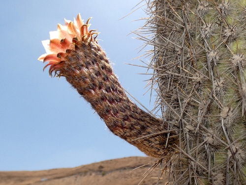 Weberbauerocereus rauhii