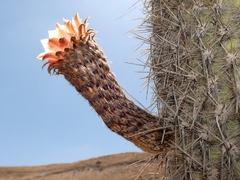 Weberbauerocereus rauhii