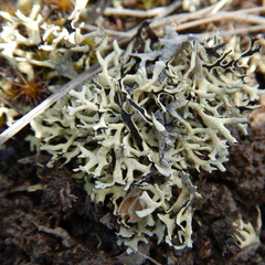 Xanthoparmelia chlorochroa