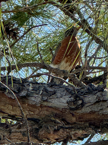 American Robin