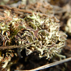 Xanthoparmelia chlorochroa