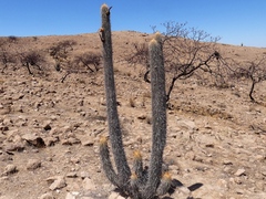 (c) Jean Capcha Ramos, some rights reserved (CC BY) Weberbauerocereus rauhii, photograph (c) Jean Capcha Ramos, some rights reserved (CC BY)
