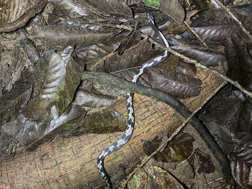 Asthenodipsas malaccanus