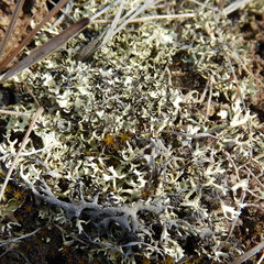 Xanthoparmelia chlorochroa