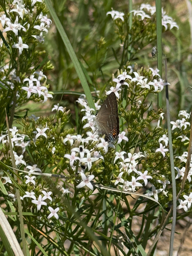 Soapberry Hairstreak photo 5