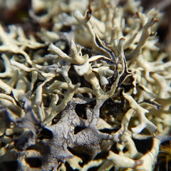 Xanthoparmelia chlorochroa