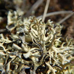 Xanthoparmelia chlorochroa