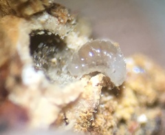 Disholcaspis mellifica