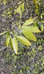 Neopringlea integrifolia