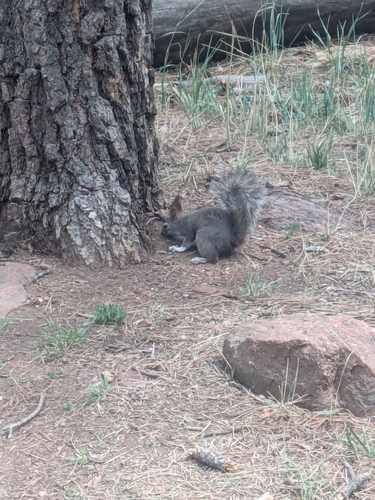 Abert's Squirrel observed by sepidehmiller