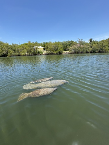 Florida Manatee observed by mmorales001