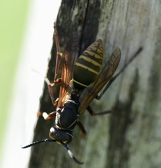 Polistes cinerascens